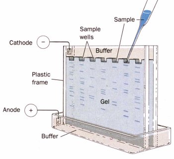 Analytical Techniques in Aquaculture Research