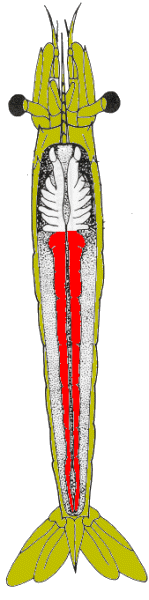 {short description of image}