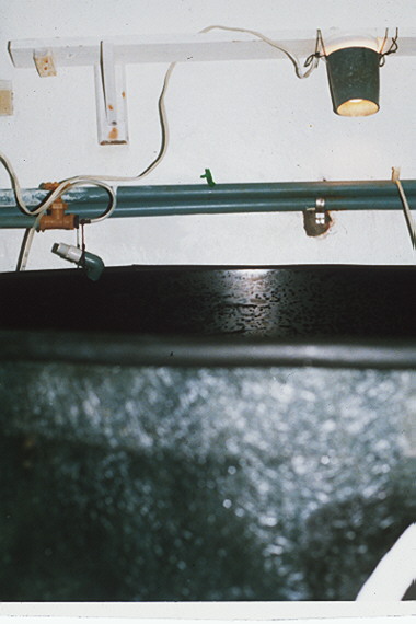 Detail light attraction system at surface of spawning tank