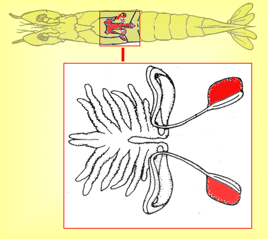 {short description of image}