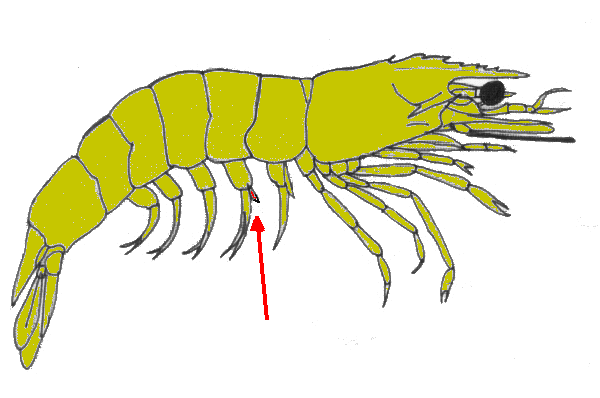 {short description of image}