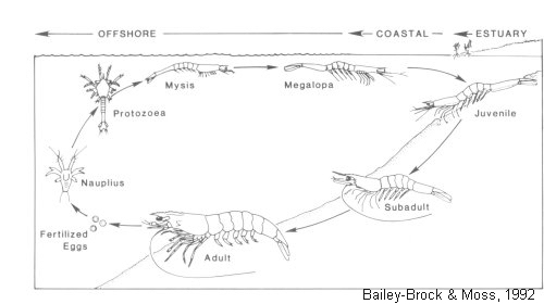Penaeid shrimp cycle