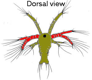 {short description of image}