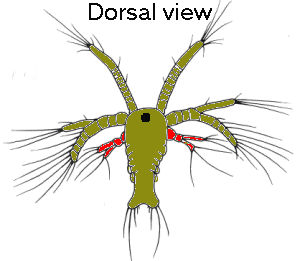 {short description of image}