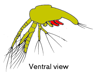 {short description of image}