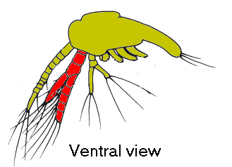 {short description of image}