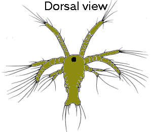 {short description of image}