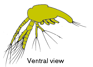 {short description of image}