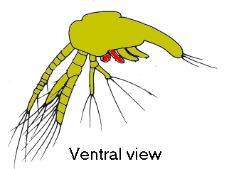 {short description of image}