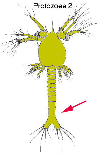 Second protozoea