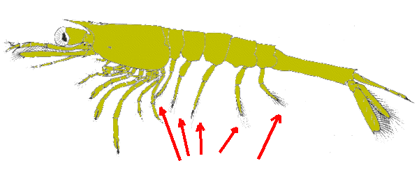 post-larvae