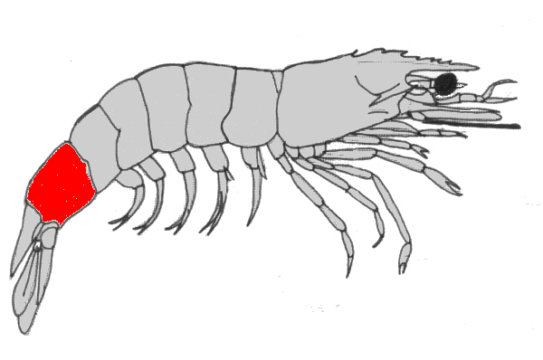 {short description of image}