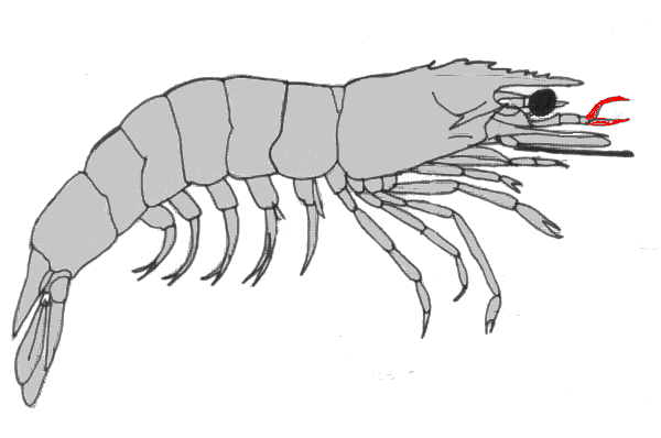 {short description of image}