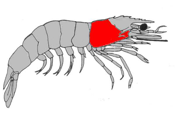 {short description of image}