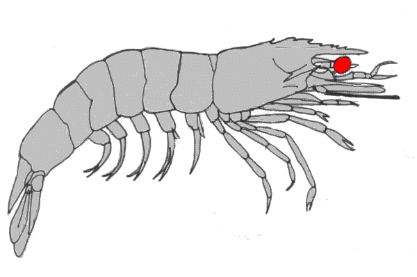 {short description of image}