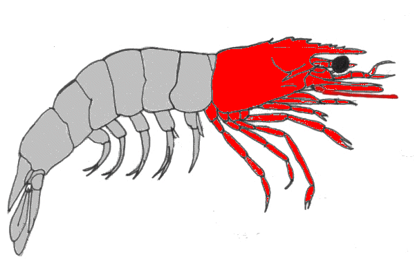 {short description of image}