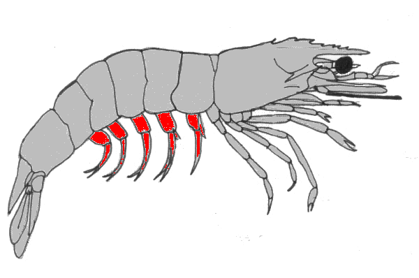 {short description of image}