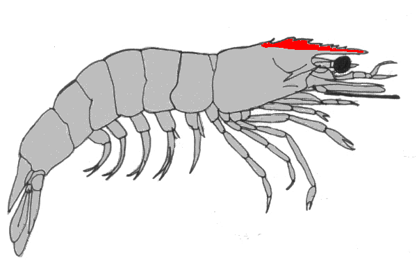 {short description of image}