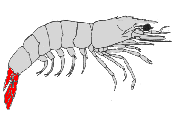 {short description of image}