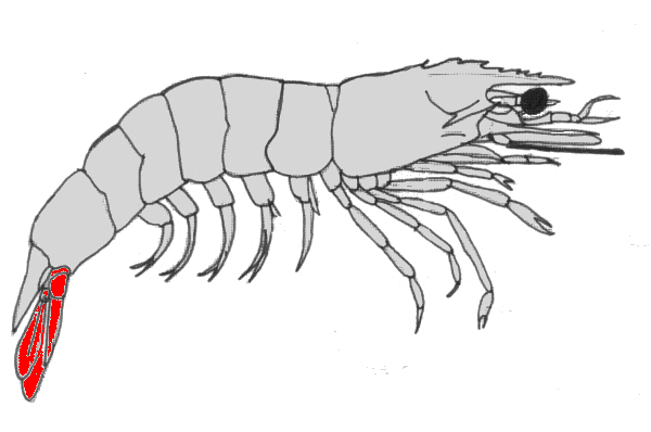 {short description of image}