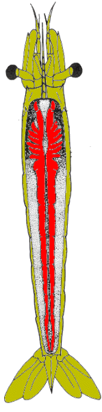 {short description of image}