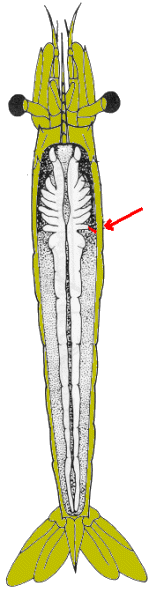 {short description of image}