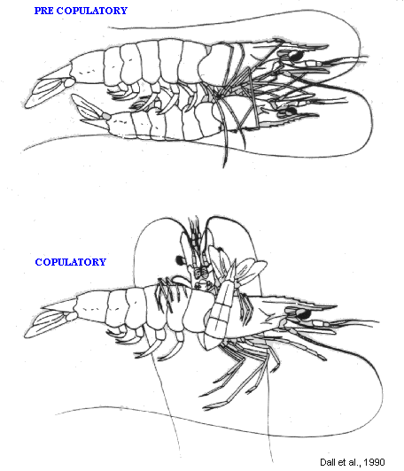two positions in the mating behaviour of Penaeus monodon