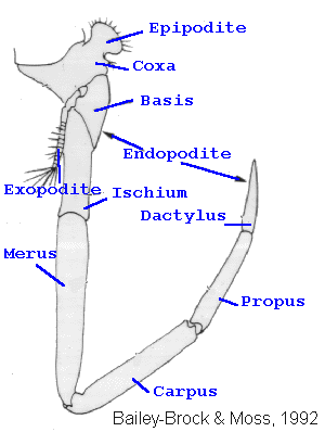 Taxonomy