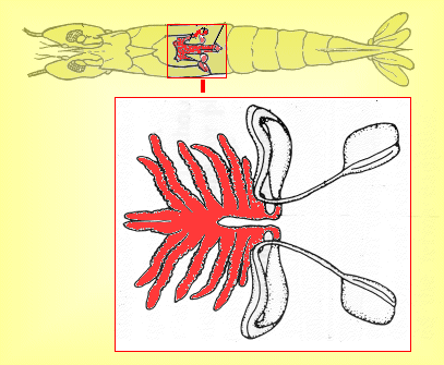 {short description of image}