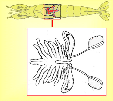 {short description of image}